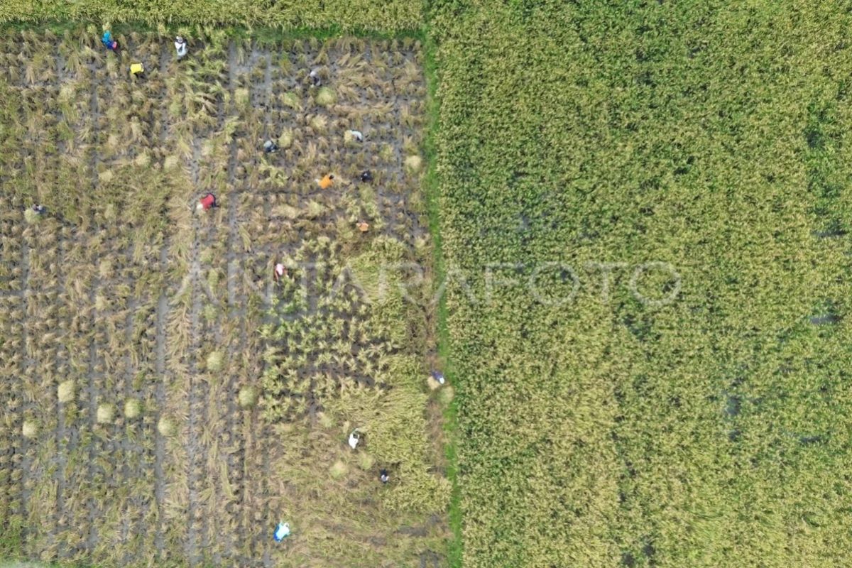 Pemerintah hitung ulang ketahanan pangan nasional petakan dampak El Nino - ANTARA News Megapolitan
