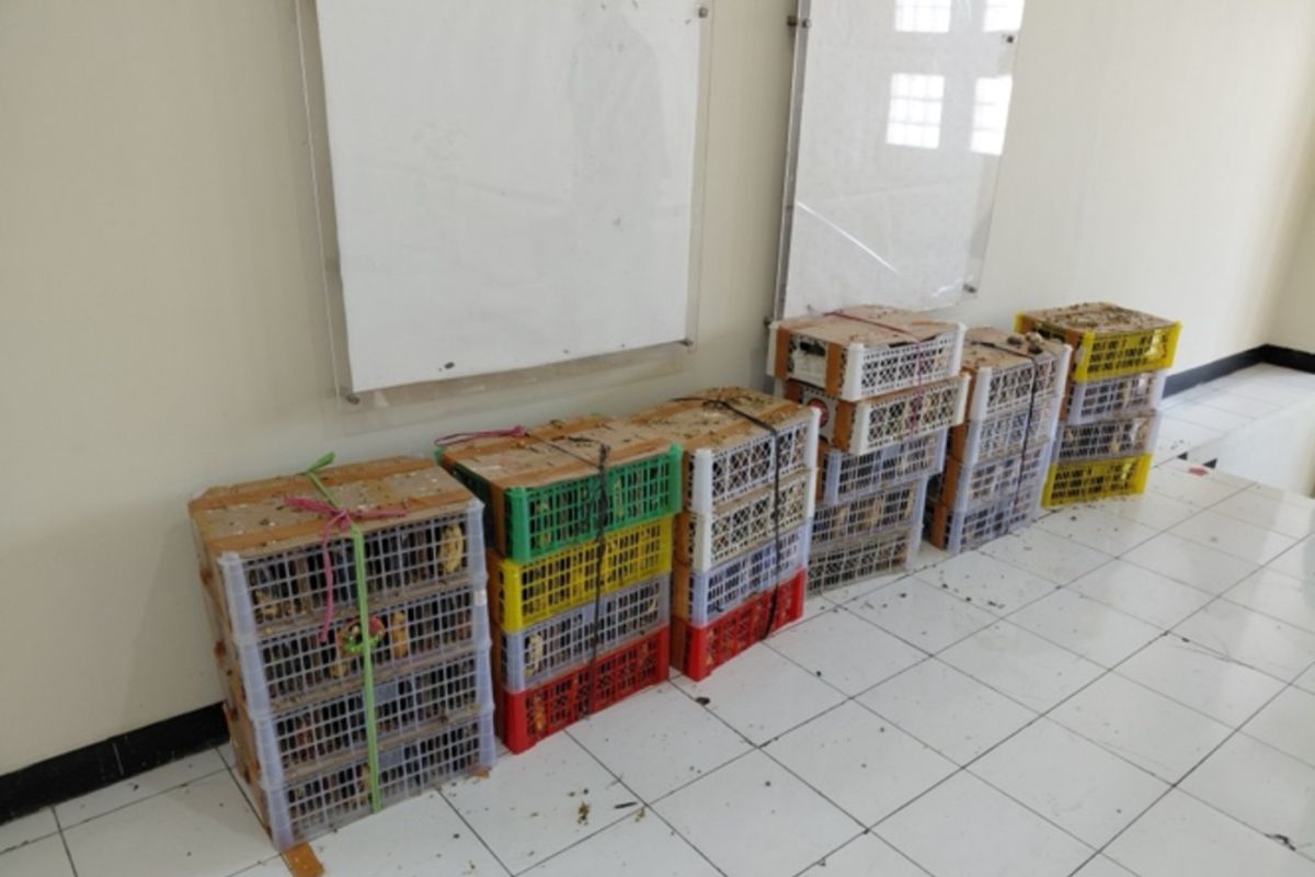 Kemenhut tangkap terduga pelaku perdagangan burung liar di Surabaya