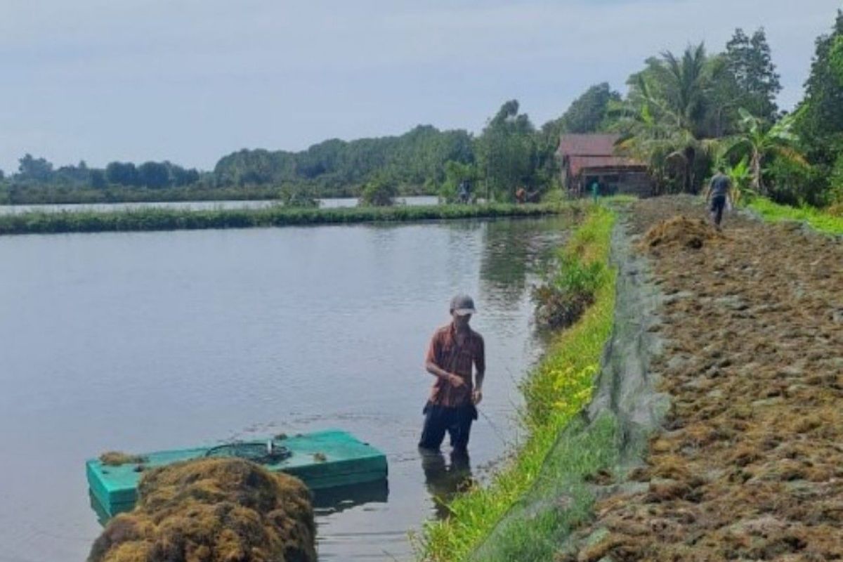 Uluu gandeng mitra lokal siapkan rantai pasok rumput laut