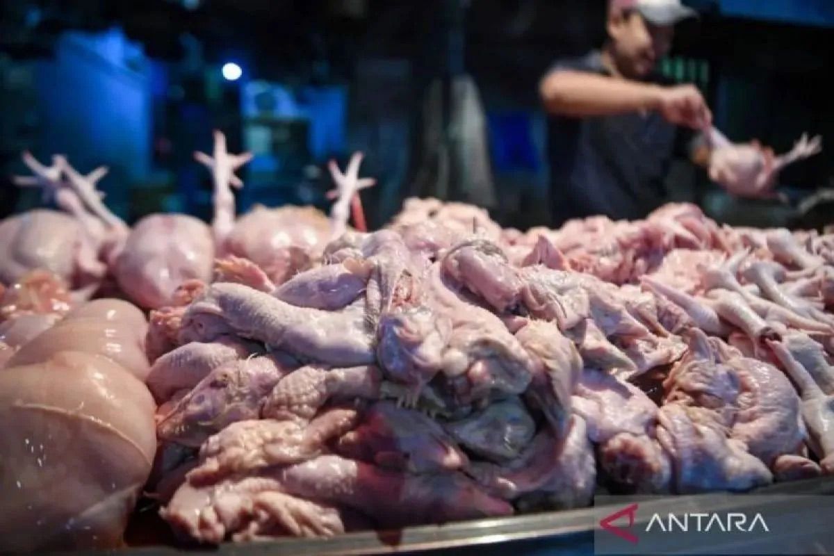 Kementan perkuat koperasi agar peternak ayam miliki posisi tawar - ANTARA News Gorontalo