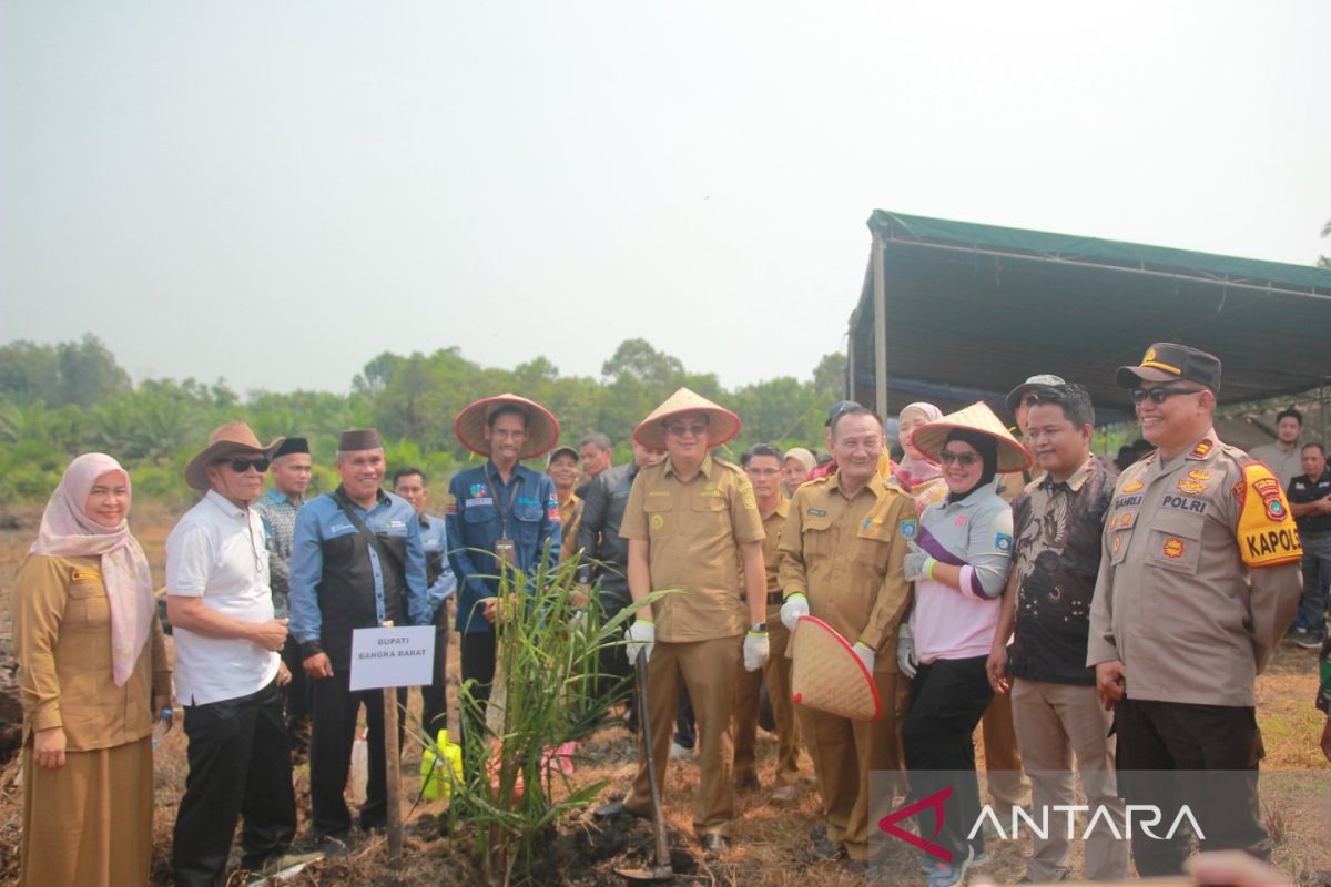 Koperasi di Bangka Barat bantu peremajaan kebun kelapa sawit rakyat - ANTARA News Bangka Belitung