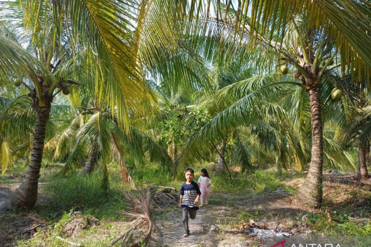 BSG dan OJK perkuat pengembangan komoditas kelapa di Minahasa Tenggara