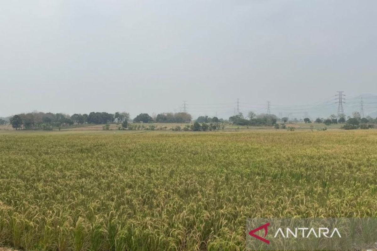 Distan Cirebon optimistis produksi padi bisa mencapai 370.000 ton di 2026 - ANTARA News Jawa Barat