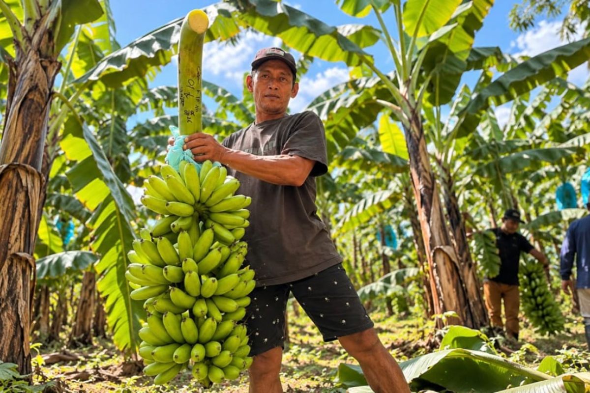Pisang mas Kirana Lumajang mulai jajaki pasar Singapura