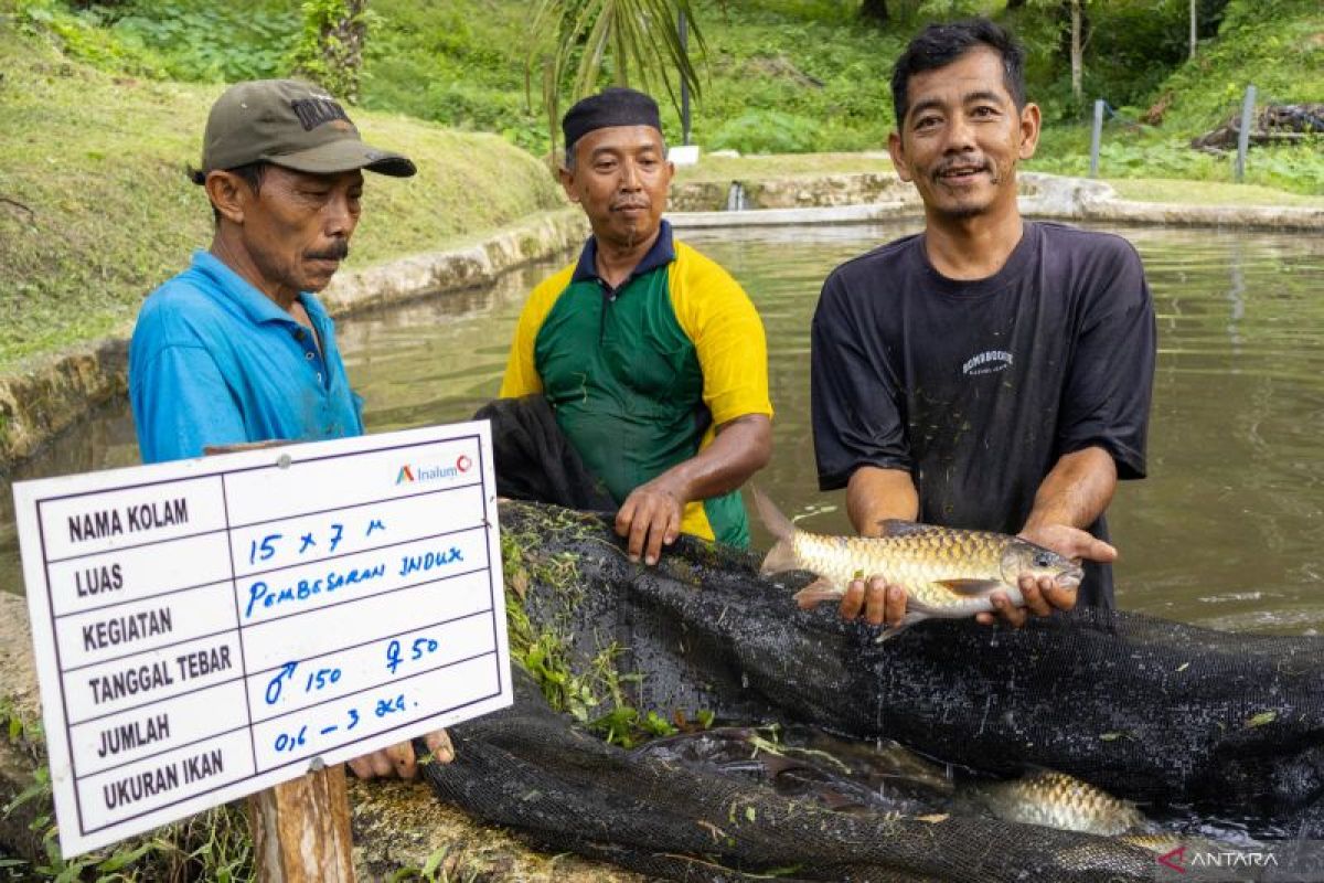 Budi daya ikan jurung binaan PT Inalum