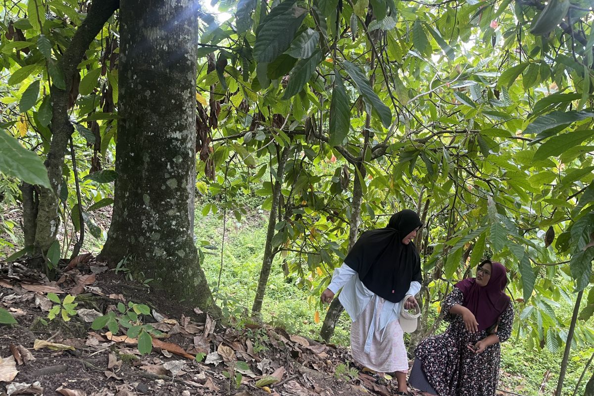 Nasib Beutong Ateuh Aceh: Belum pulih dari banjir bandang, izin tambang datang - ANTARA News Kalimantan Timur