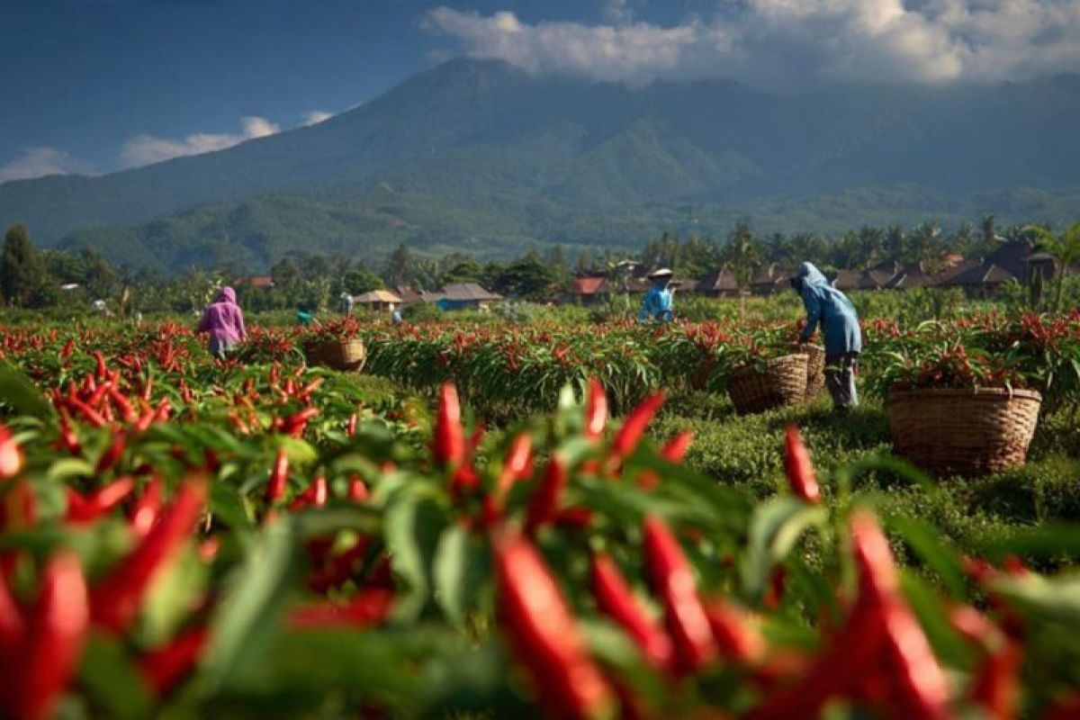DKPP Lumajang fasilitasi kebutuhan petani hortikultura saat kemarau - ANTARA News Jawa Timur
