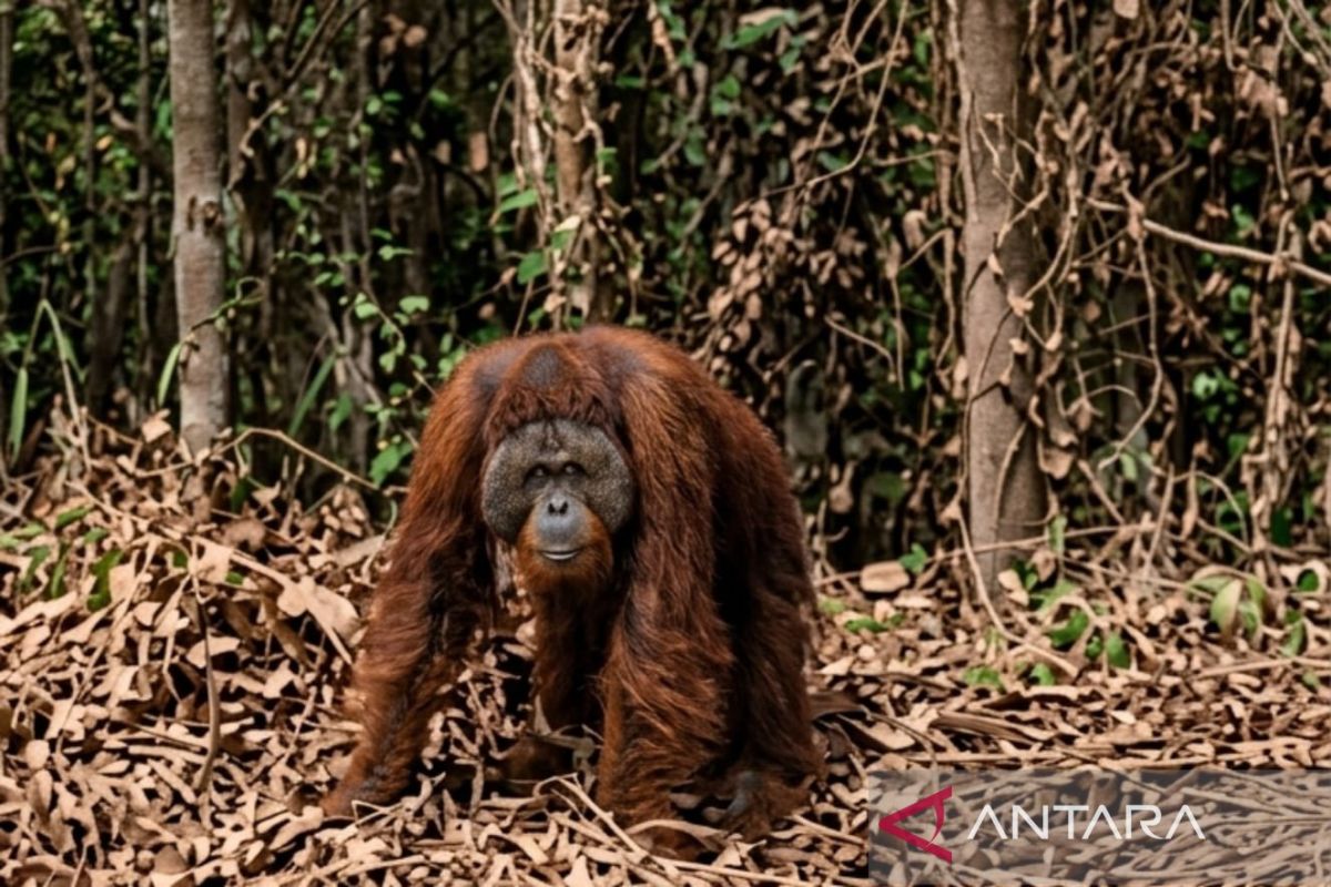 BKSDA jelaskan kronologi penanganan orangutan di Kutai Timur