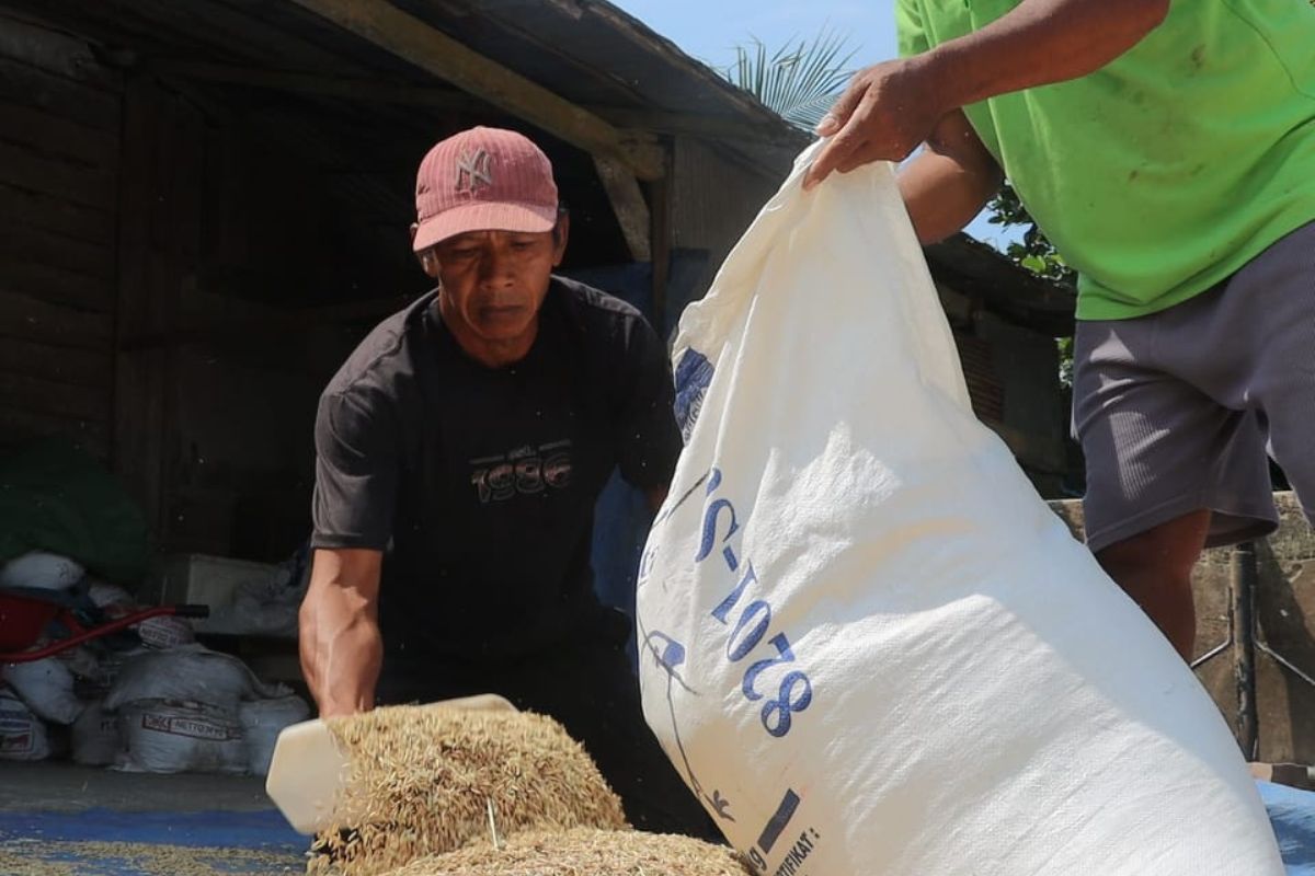 Program M4CR Kementerian Kehutanan perkuat rehabilitasi mangrove dan ekonomi di Kalimantan