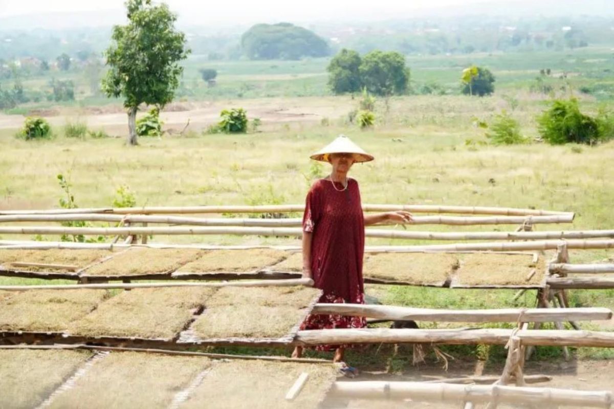 Harga tembakau di Lamongan capai Rp52.000 per kilogram