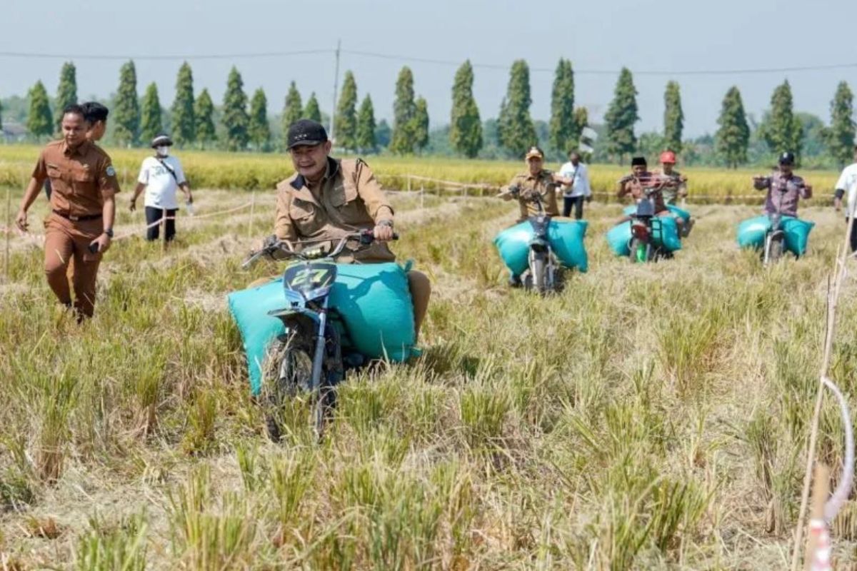 Produktivitas padi Truni Lamongan capai 11,3 ton per hektare