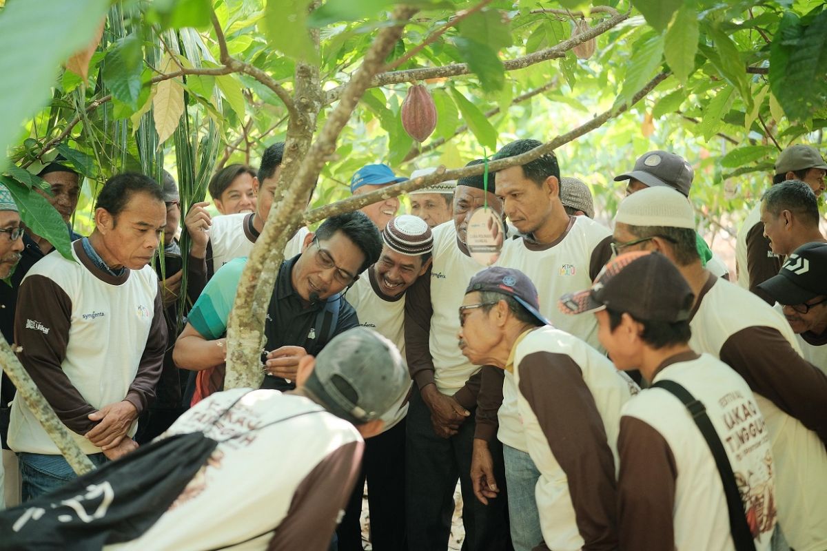 Syngenta dukung pengembangan budi daya kakao produktif berkelanjutan
