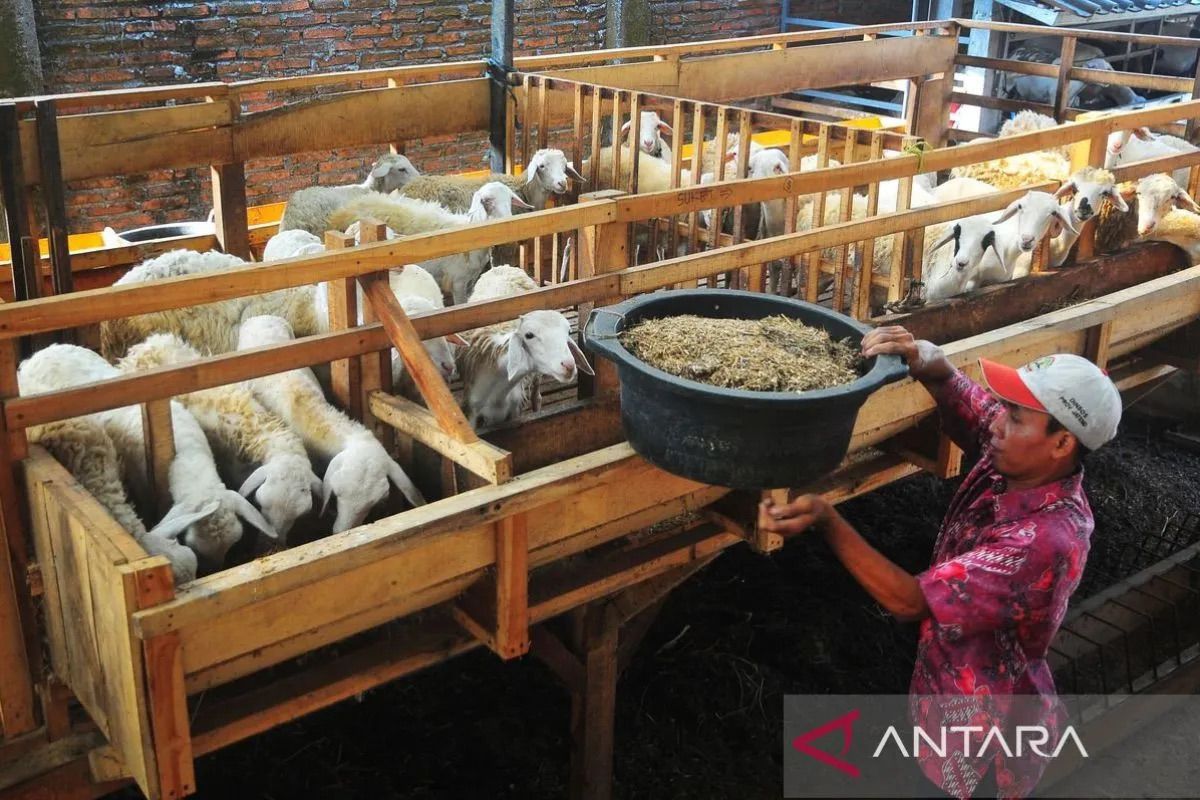 Kementan tekankan dukung penguatan peternakan domba dan kambing lokal