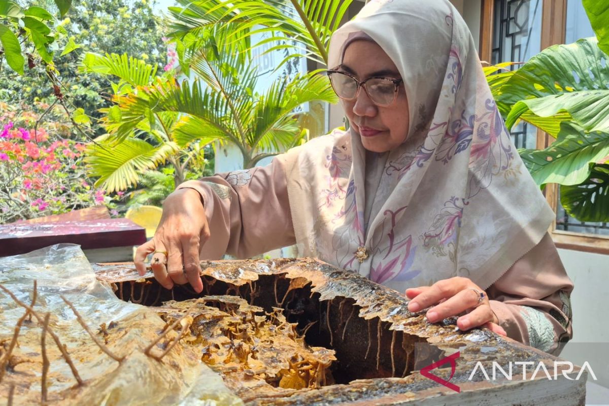 Usaha madu, jalan ekonomi Riau tanpa merusak hutan
