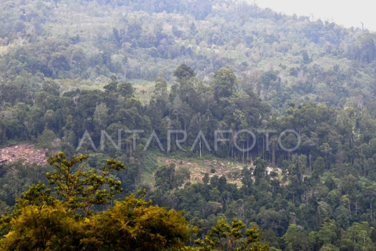 Aceh resmi jalankan program RBP REDD+ untuk perkuat tata kelola hutan — NadiKabar.com