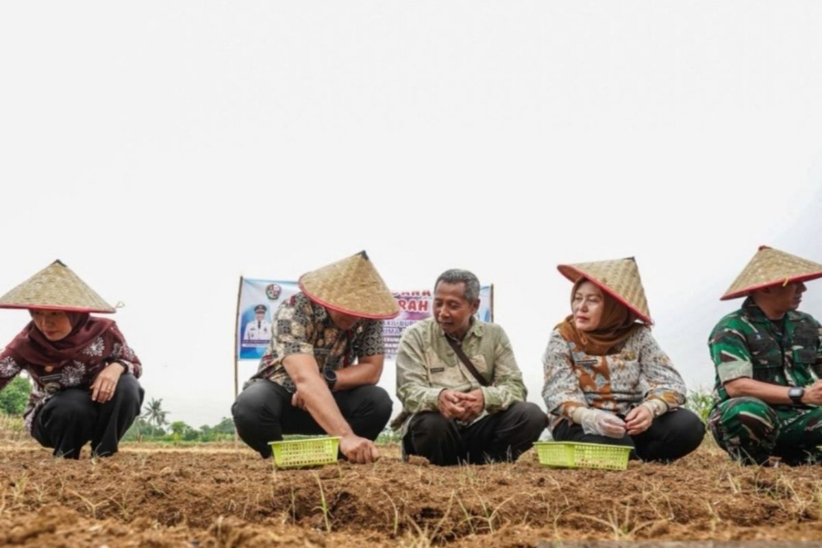 Pemkab Deli Serdang kembangkan bawang merah di Kecamatan Namorambe — NadiKabar.com