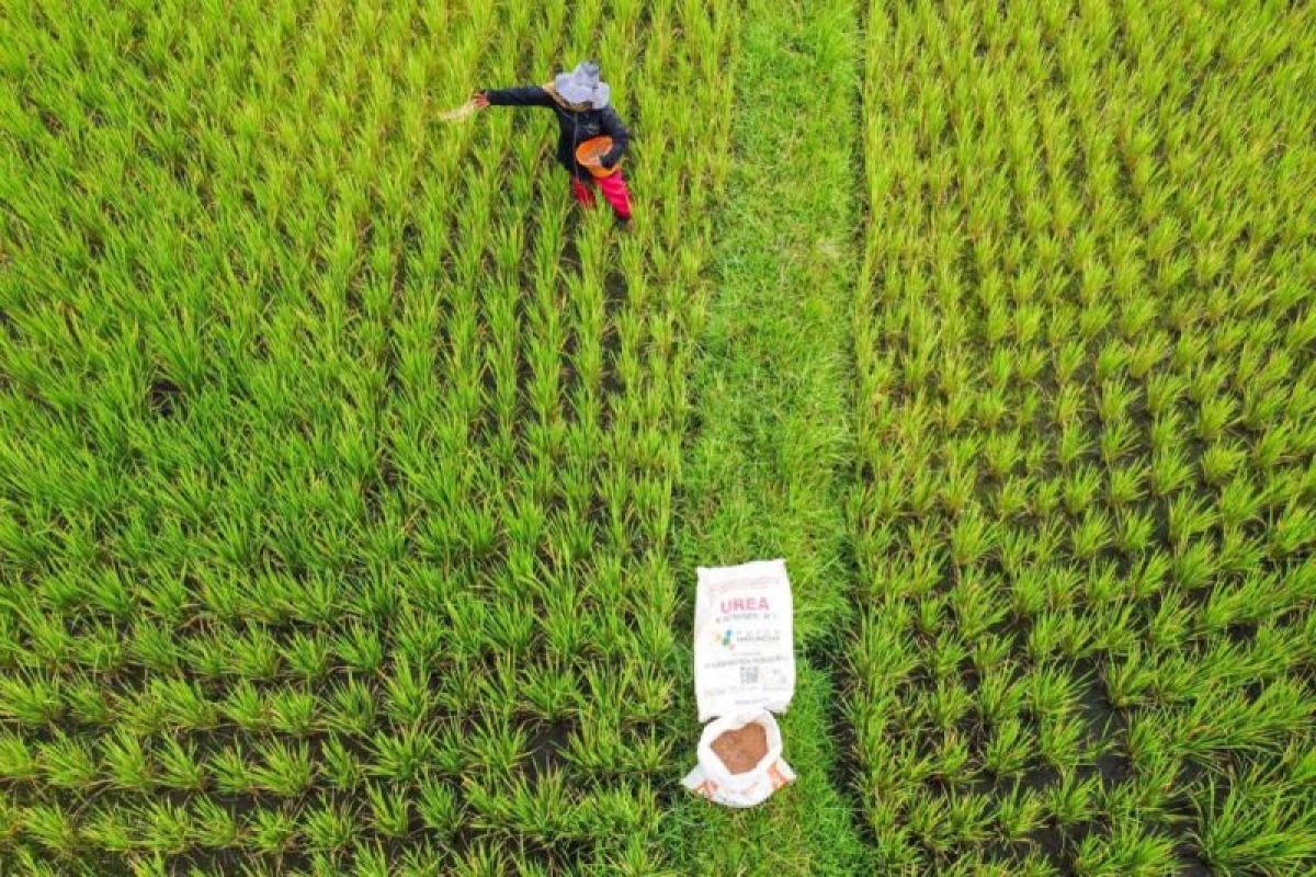 Pupuk Indonesia tegaskan petani jadi prioritas pupuk terjangkau