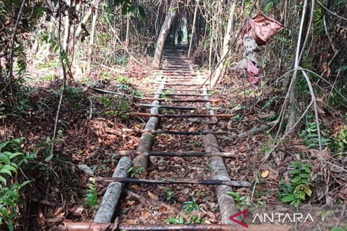 Kemenhut telusuri pemodal hingga penampung kayu ilegal di TNBS