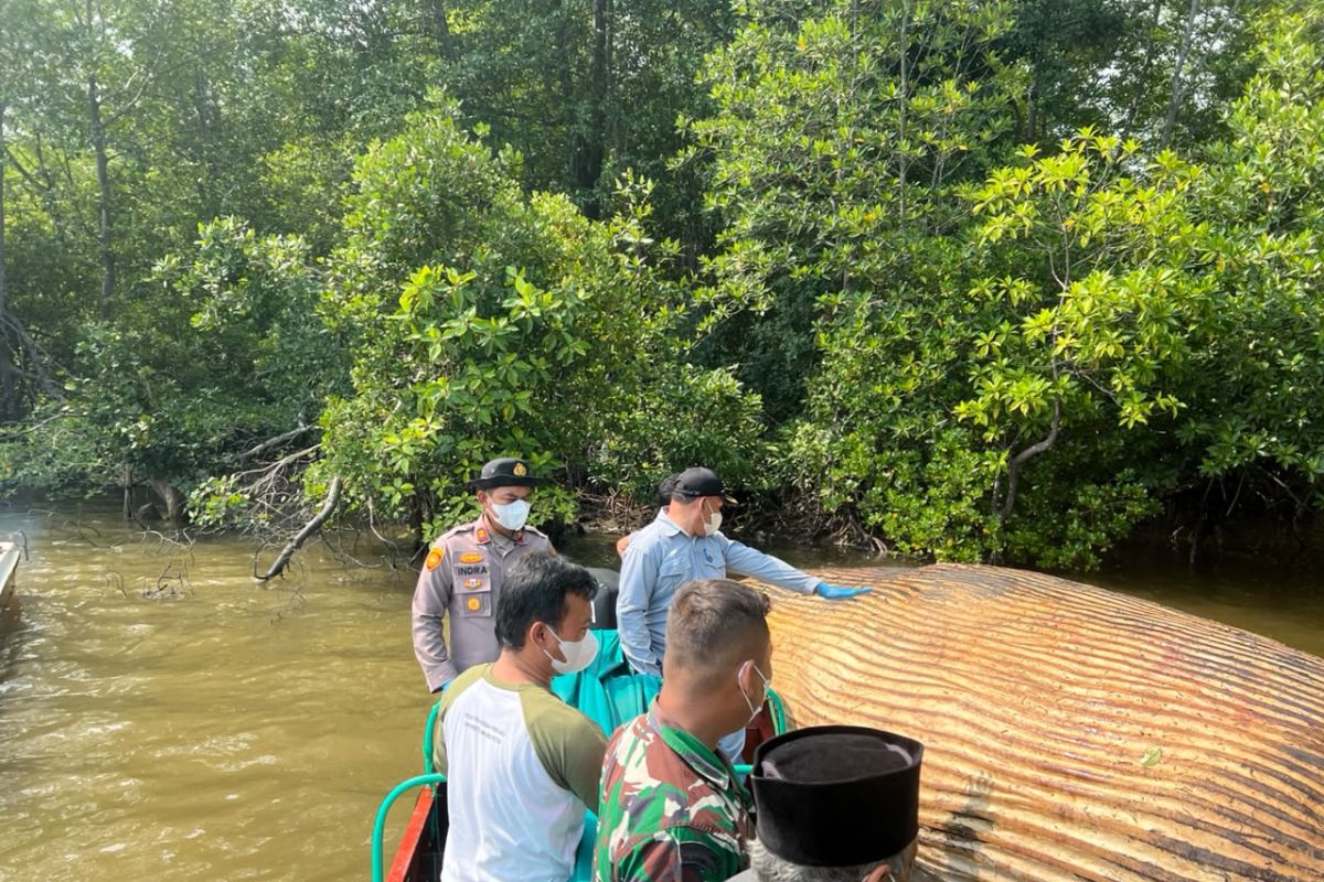 BRIN Teliti Sampel Darah Bangkai Paus Asal Inhil Kiriman KKP