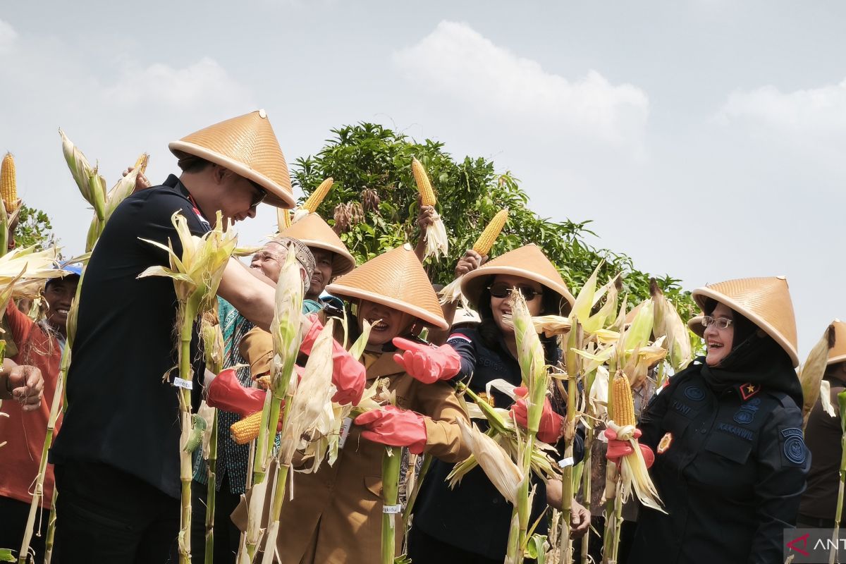 Desa Binaan Imigrasi di Gunungkidul panen raya jagung 17,25 ton — NadiKabar.com