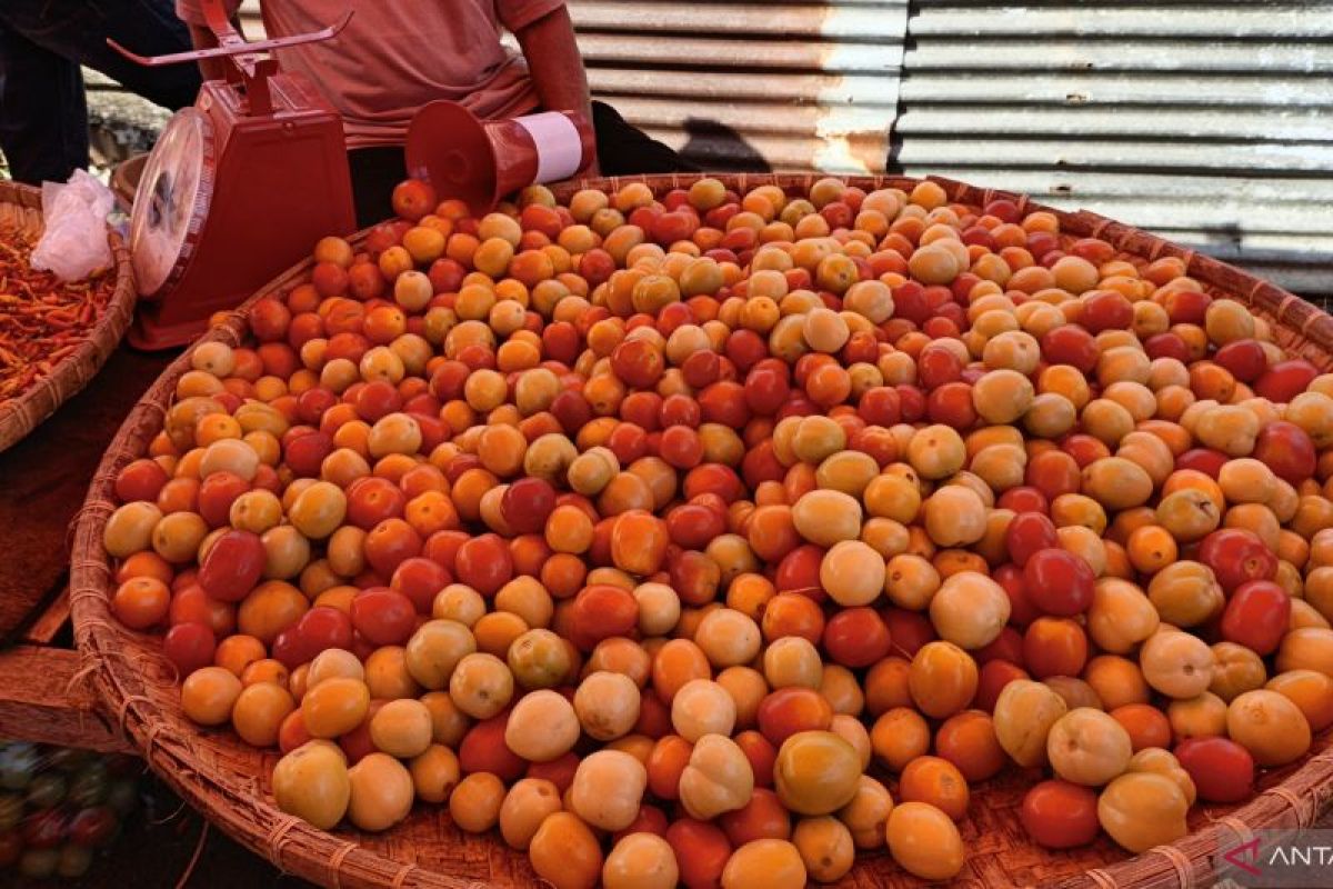 Harga tomat di pasar tradisional Gorontalo Utara mulai naik - ANTARA News Gorontalo