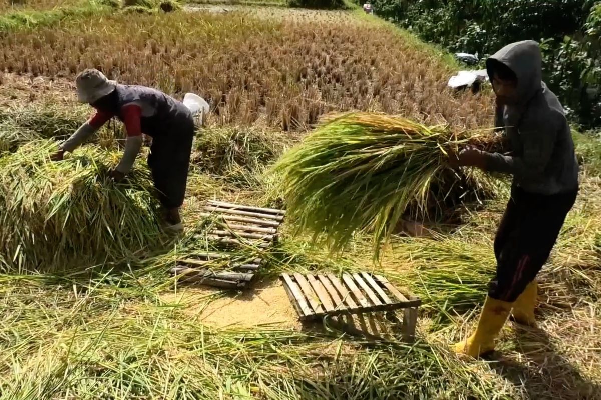 Stok Padi Aman Saat Kemarau, Temanggung Buktikan Ketahanan Pangan