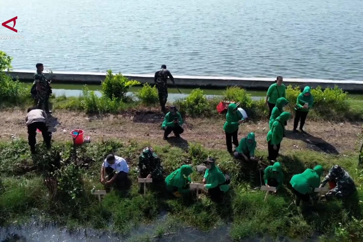 HUT ke-81 TNI, Kodim Pekalongan Tanam Ratusan Mangrove