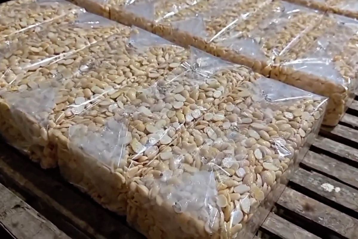 Wamen Diktisaintek Dorong Tempe Indonesia Tembus Pasar Global