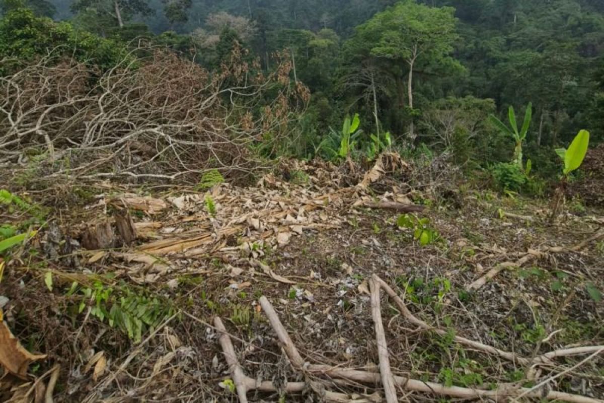 Polres Jembrana amankan dua perambah hutan yang viral tebangi pohon