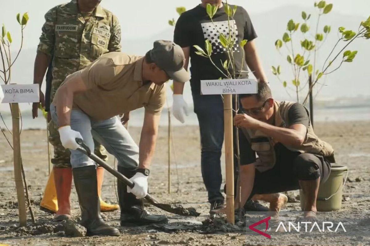 Ilustrasi berita Nasional: Wawali Bima minta penanaman mangrove berlanjut untuk lindungi pesisir
