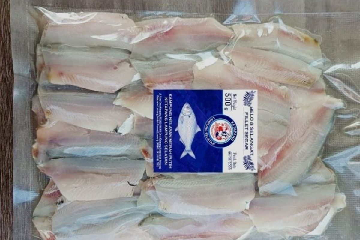 KNMP Lampung Selatan dongkrak nilai ikan jadi Rp14.000 per kg — NadiKabar.com
