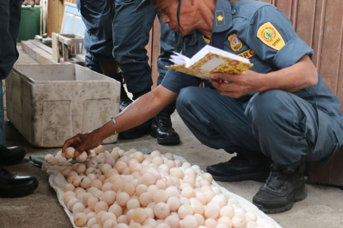 Kemenhut ungkap perdagangan ratusan telur satwa dilindungi di Mimika — NadiKabar.com
