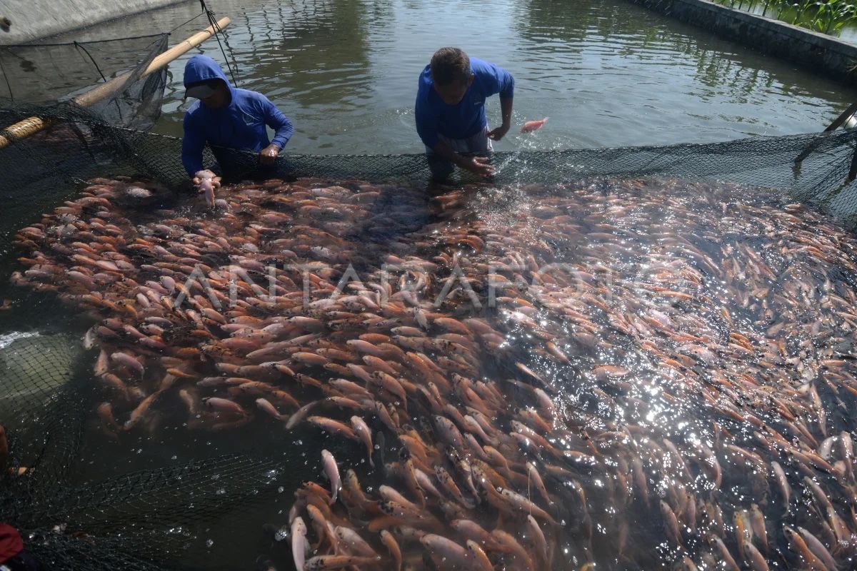Penebusan pupuk subsidi sektor perikanan capai 9,68 persen — NadiKabar.com