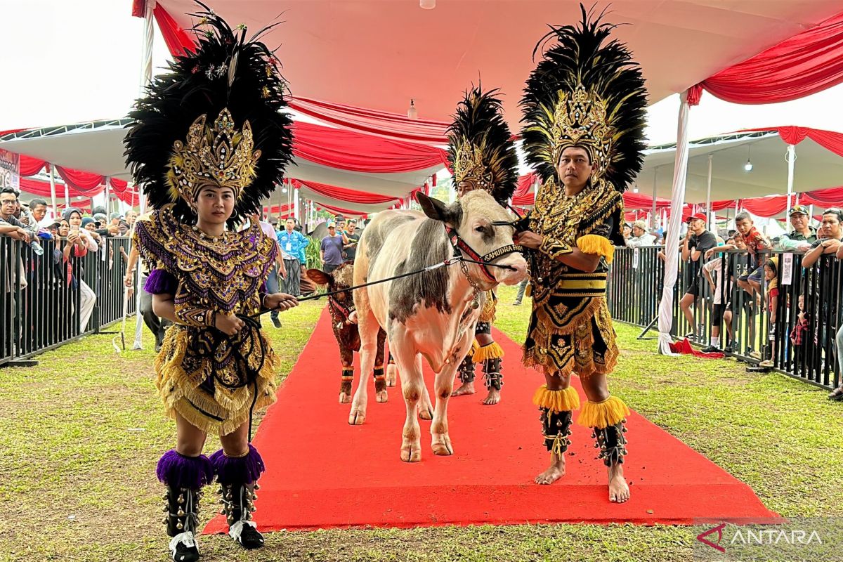 Adu Sapi Peternak Bogor Berebut Piala Presiden