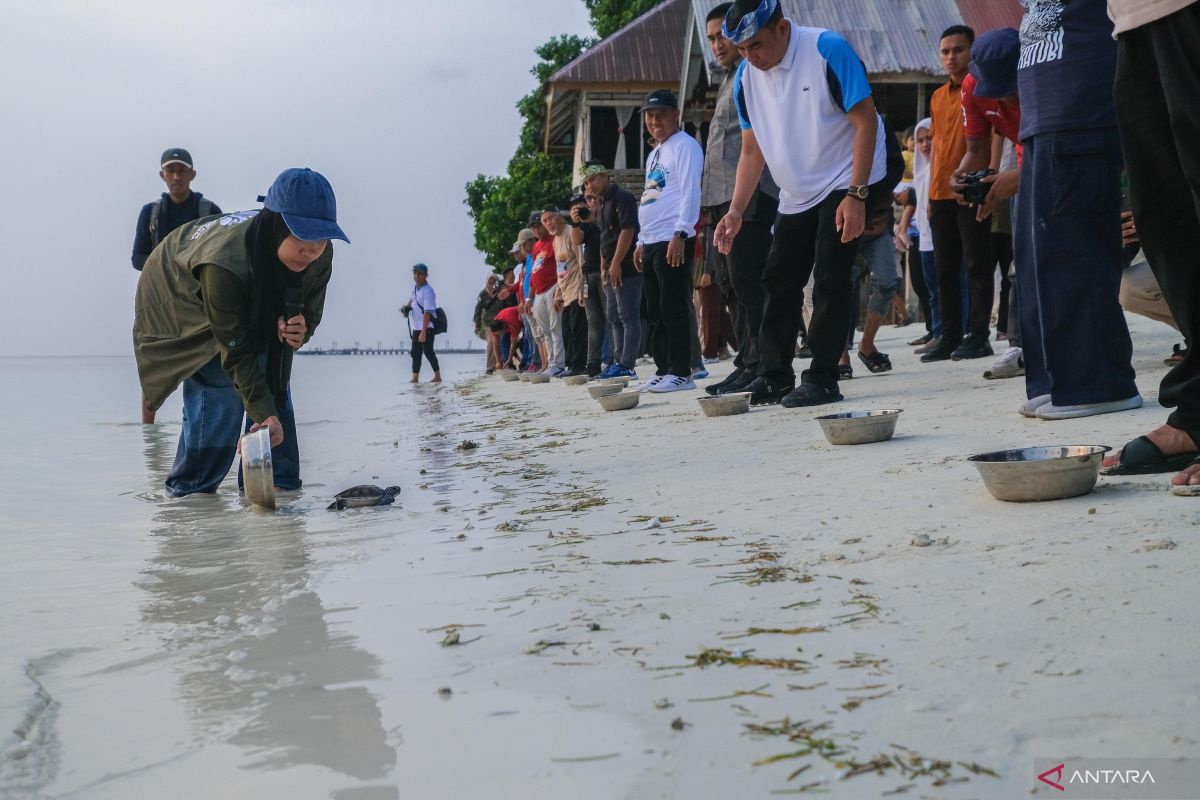 BTNW lepas liarkan 25 tukik penyu hijau jaga ekosistem laut Wakatobi — NadiKabar.com