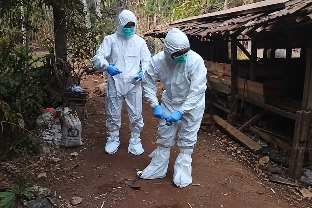 Langkah Cepat Kementan Redam Ancaman Antraks