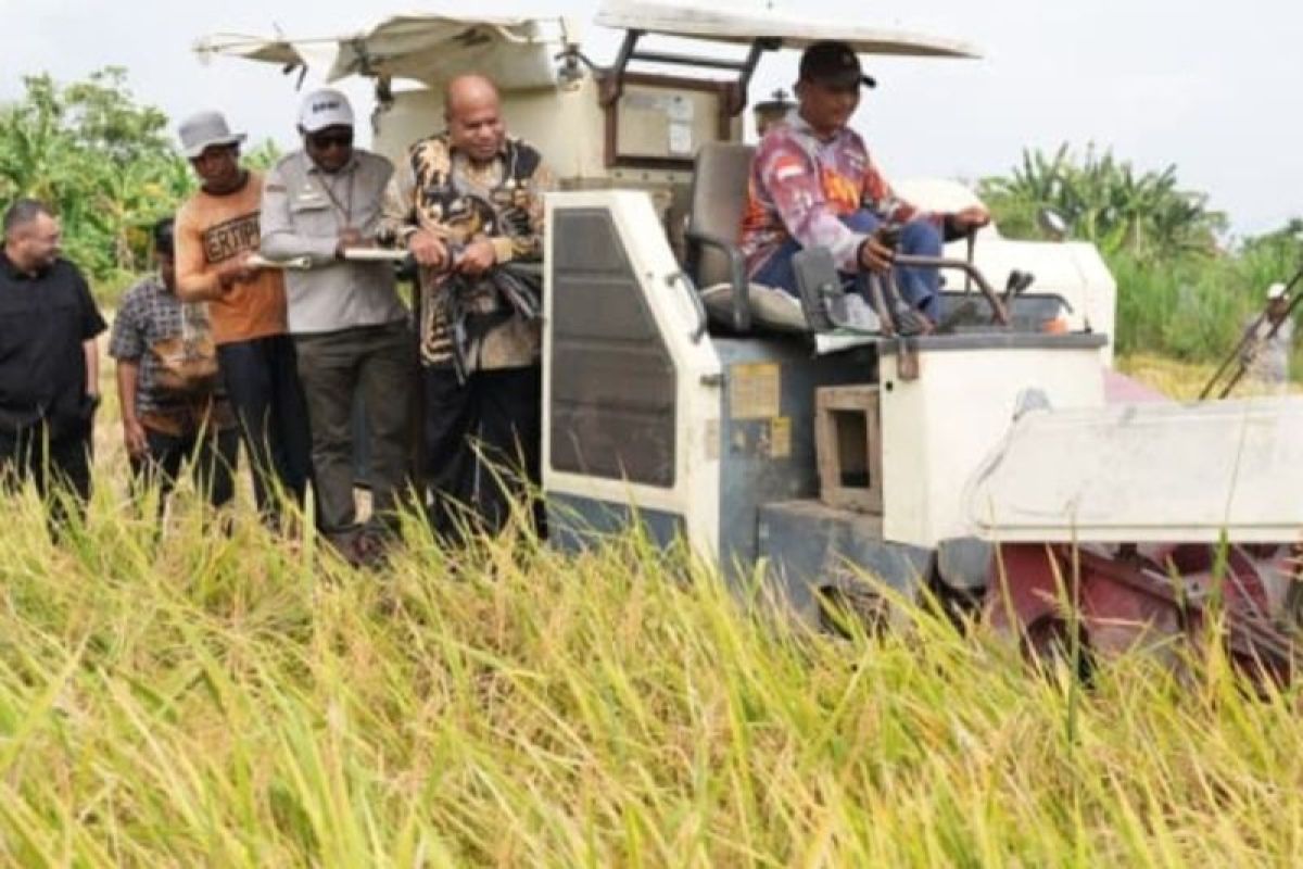 Gubernur targetkan Papua swasembada beras pada 2028