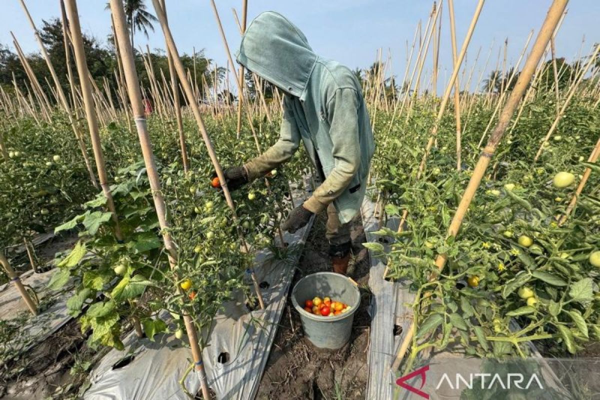 Pemkot Palu optimis program Palu Mapan tetap produktif meski El Nino