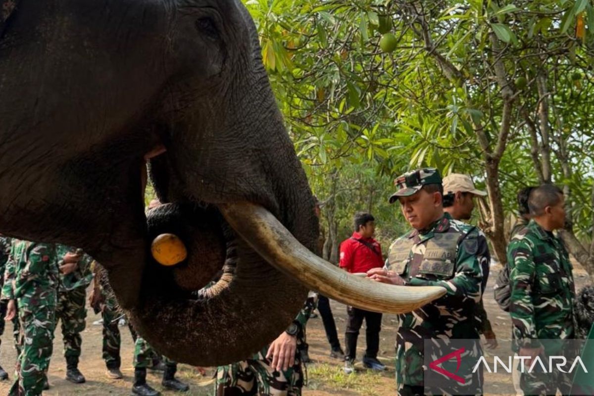 Danrem 044/Gapo pastikan kesehatan gajah di Padang Sugihan — NadiKabar.com