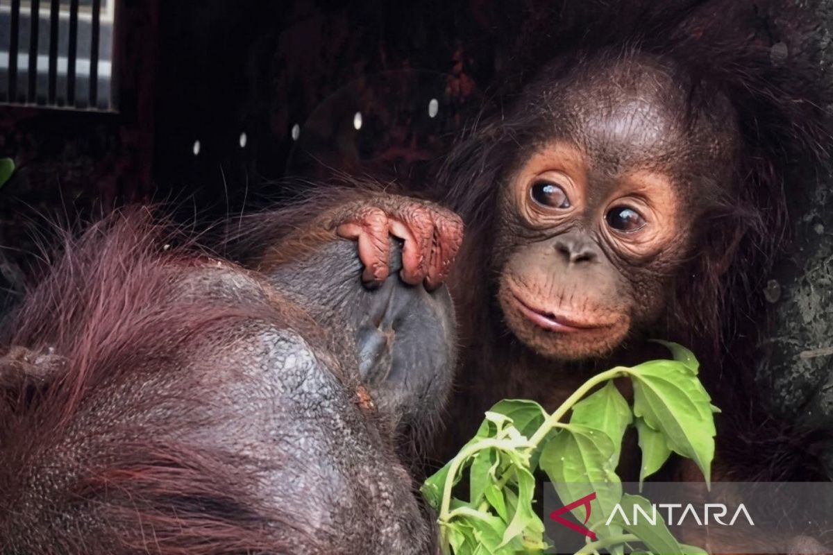 BKSDA Kaltim selamatkan 39 individu satwa terdampak kemarau-karhutla — NadiKabar.com