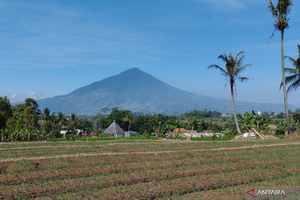 Dispertan Garut manfaatkan lahan marjinal untuk penanaman singkong