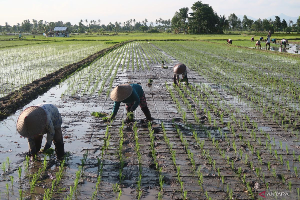 BMKG: Puncak musim hujan di NTB pada Maret 2027 — NadiKabar.com
