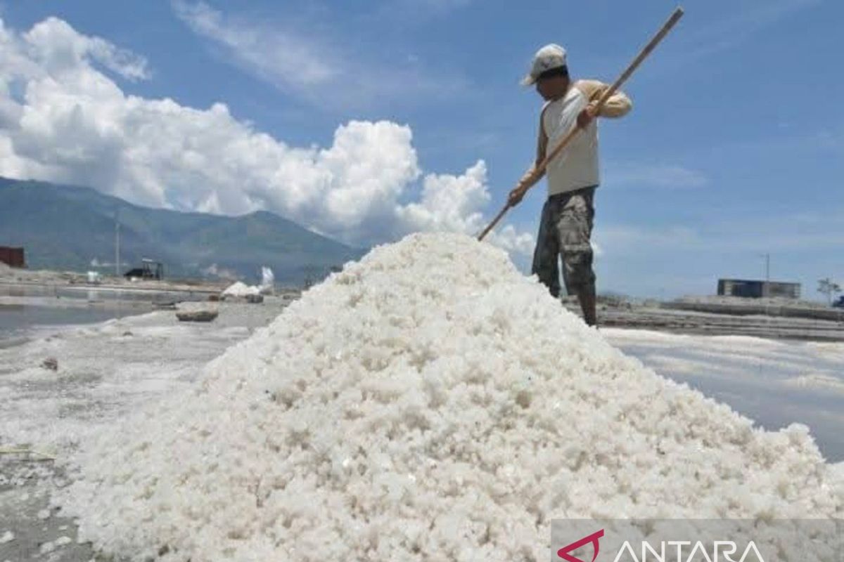 Dari Tambak ke Industri, Garam Bima Mengejar Nilai Tambah — NadiKabar.com