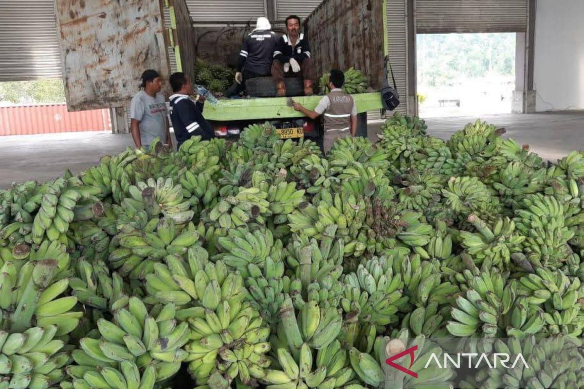 DPTPH Kaltim catat luas panen pisang kepok daerah capai 3.085 hektare
