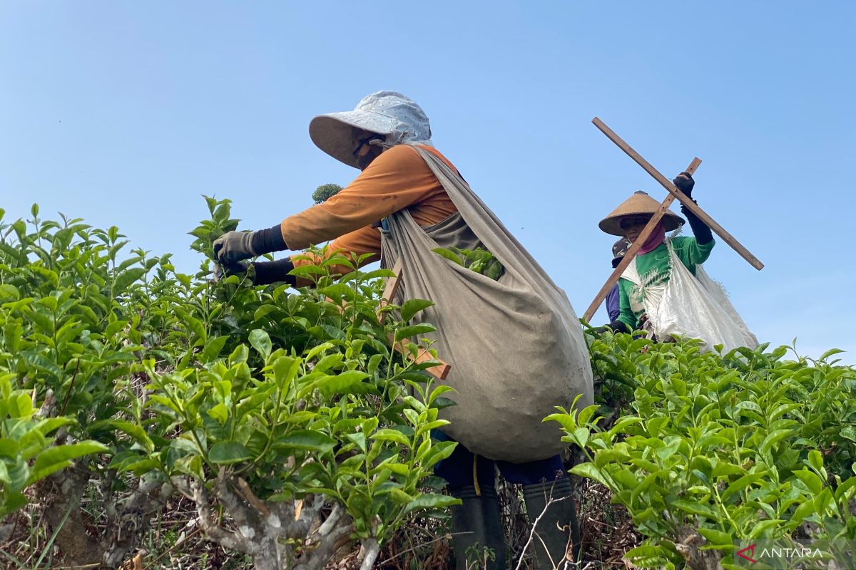 Fasilitasi perjumpaan bisnis jaga asa petani teh Kemuning