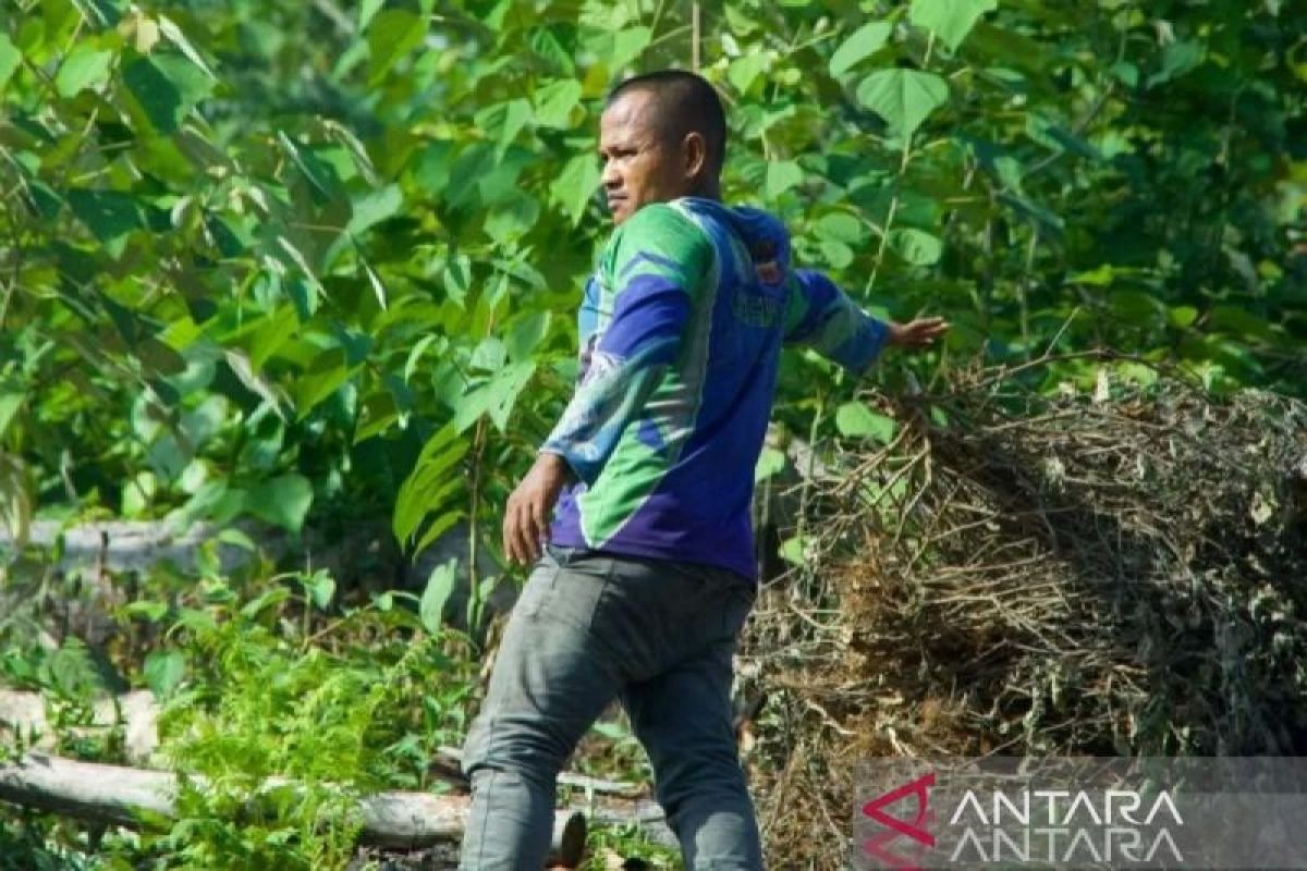 Harga minyak nilam di Aceh Jaya naik jadi Rp1,8 juta per kilogram