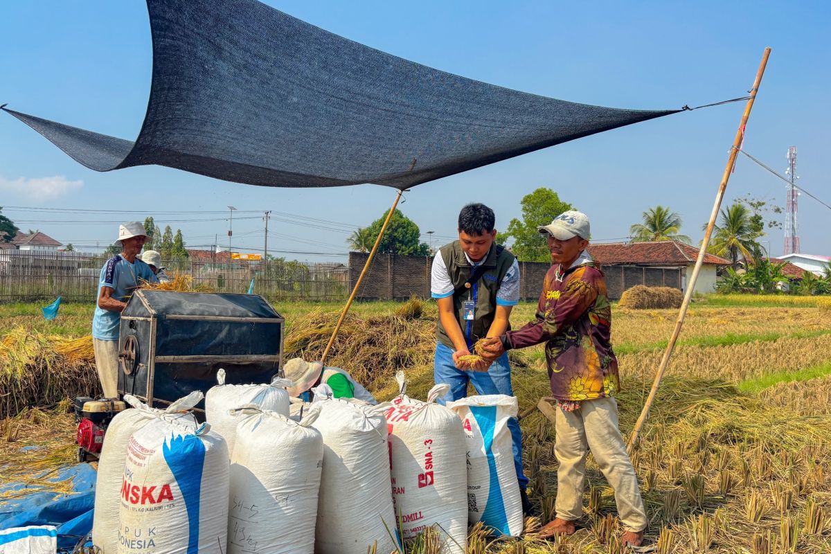 Bulog Lampung: Realisasi pengadaan capai 471.767 ton gabah