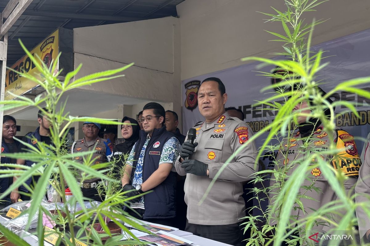 Polrestabes Bandung bongkar budidaya 27 batang ganja di atap rumah — NadiKabar.com