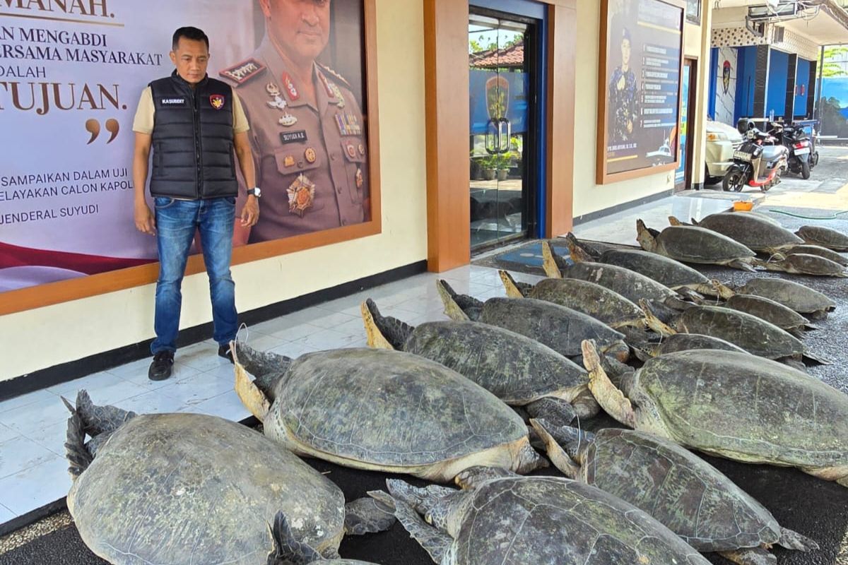 Ilustrasi berita Nasional: Polda Bali selamatkan 22 ekor penyu hijau dari upaya penyelundupan