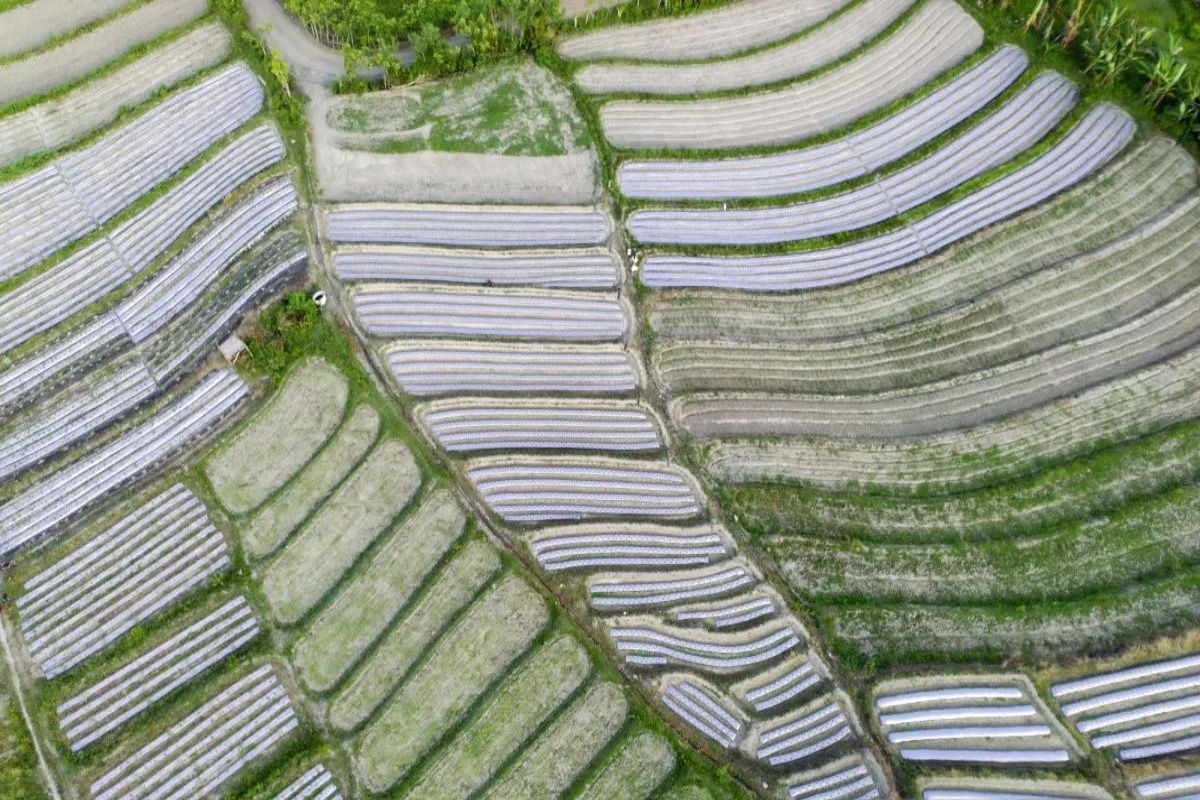 Transformasi 4.720 ha Lahan Rawa Aceh Jaya Demi Ketahanan Pangan